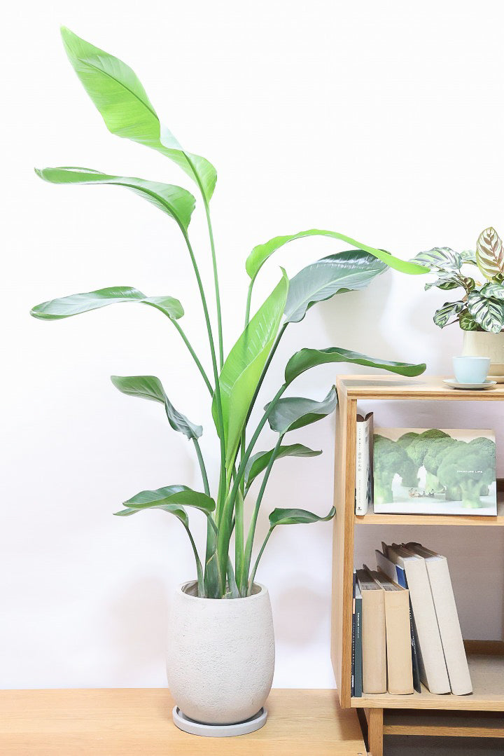 【オーガスタ】鹿児島県の名人の生産者さんが手塩にかけて作った素敵な逸品です！ボリュームがあります！