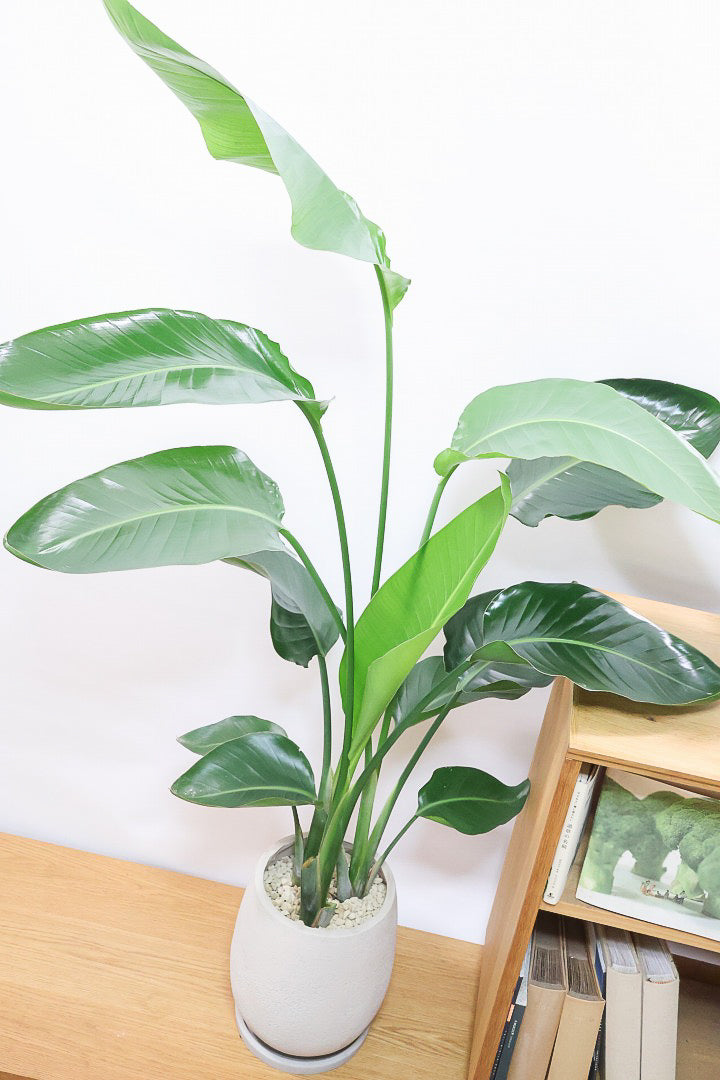 【オーガスタ】鹿児島県の名人の生産者さんが手塩にかけて作った素敵な逸品です！ボリュームがあります！