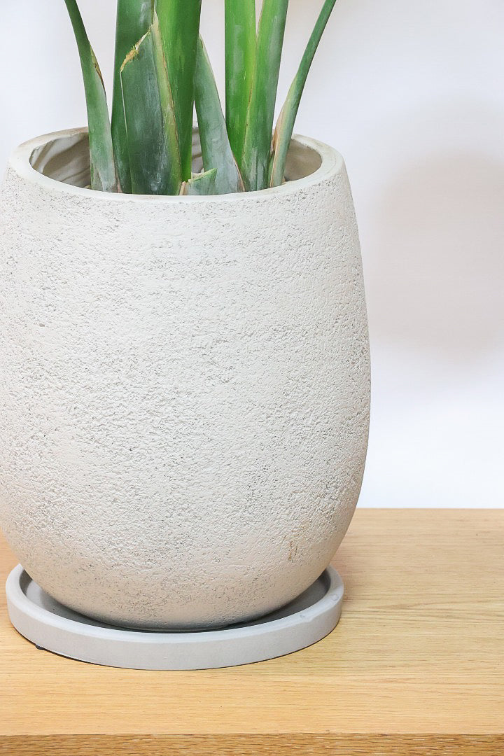 【オーガスタ】鹿児島県の名人の生産者さんが手塩にかけて作った素敵な逸品です！ボリュームがあります！