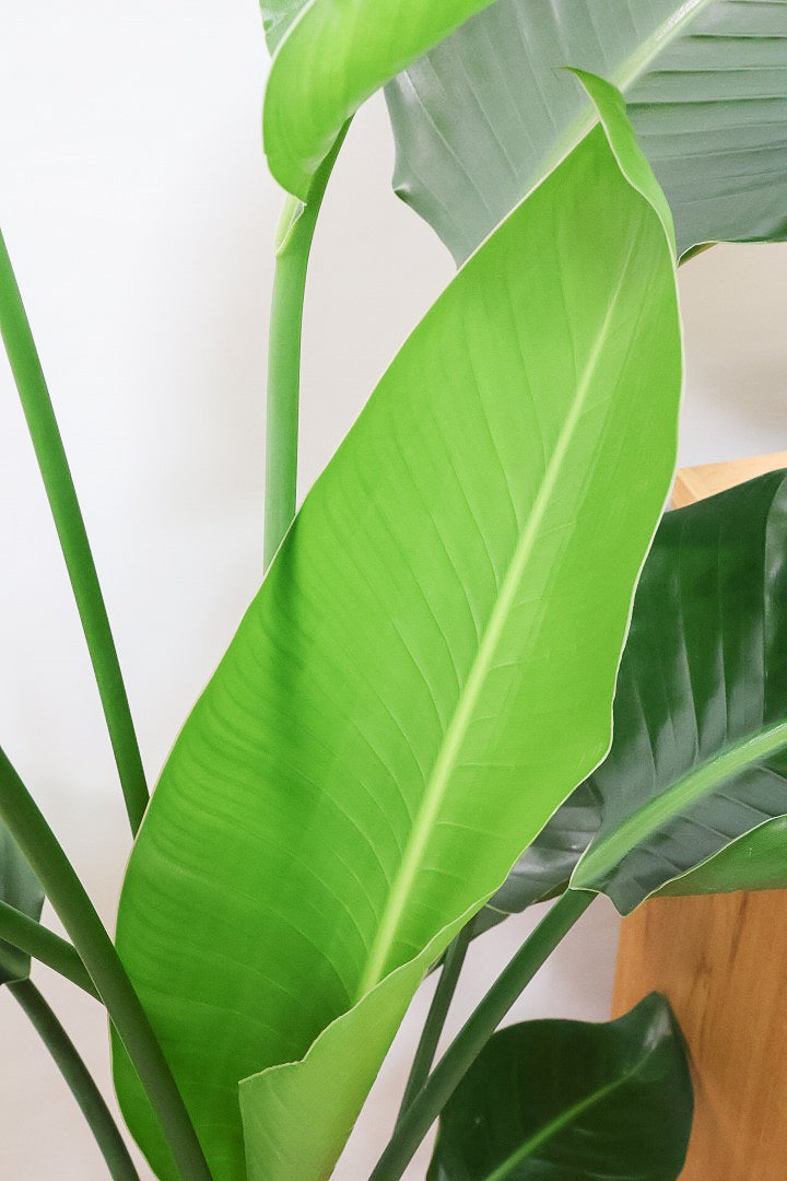 【オーガスタ】鹿児島県の名人の生産者さんが手塩にかけて作った素敵な逸品です！ボリュームがあります！