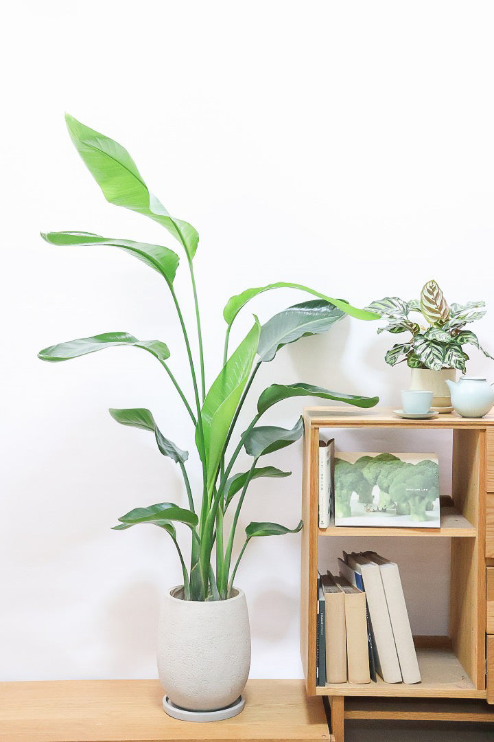 【オーガスタ】鹿児島県の名人の生産者さんが手塩にかけて作った素敵な逸品です！ボリュームがあります！