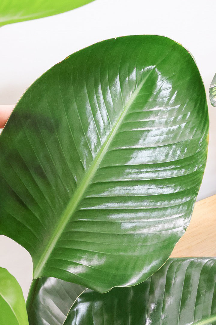 【オーガスタ】鹿児島県の名人の生産者さんが手塩にかけて作った素敵な逸品です！ボリュームがあります！