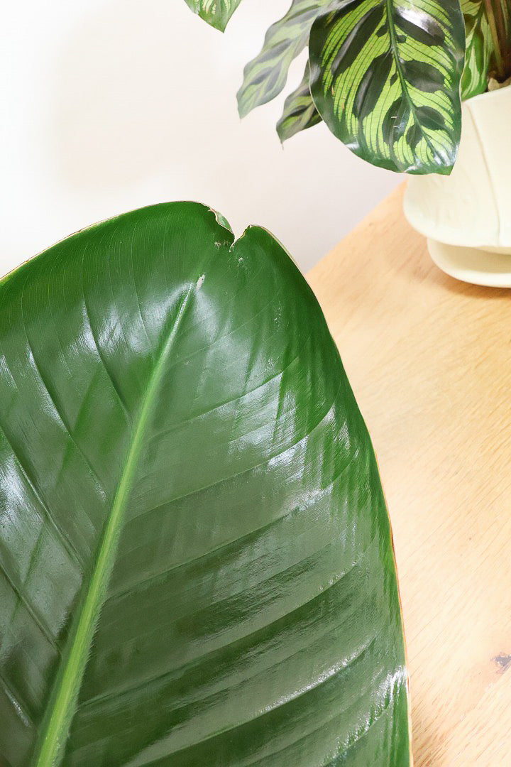 【オーガスタ】鹿児島県の名人の生産者さんが手塩にかけて作った素敵な逸品です！ボリュームがあります！