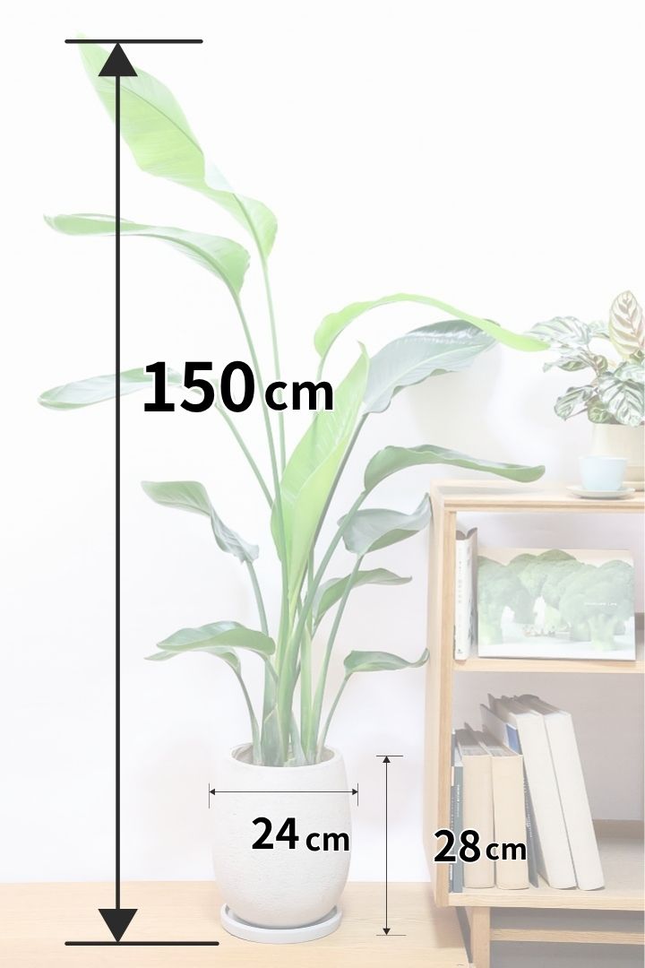 オーガスタGIV60714| 観葉植物の通信販売 | APEGO(アペーゴ)