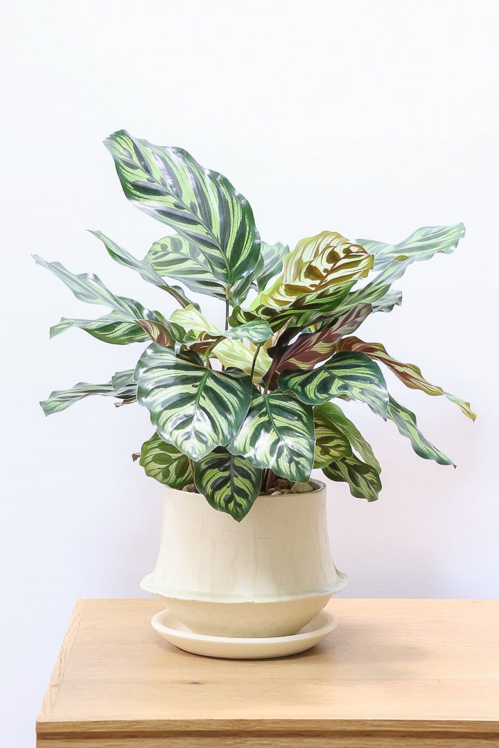 【カラテア マコヤナ】見てください！このボリューム！生産者さんがとても良い個体の物を出荷してくださいました！