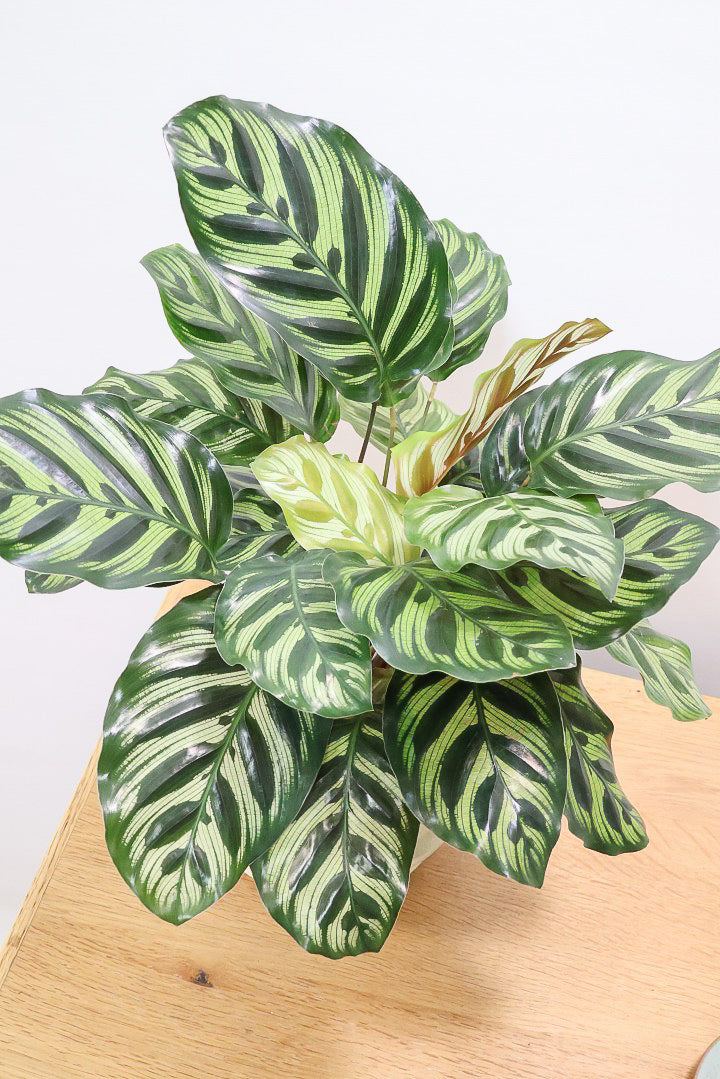 【カラテア マコヤナ】見てください！このボリューム！生産者さんがとても良い個体の物を出荷してくださいました！