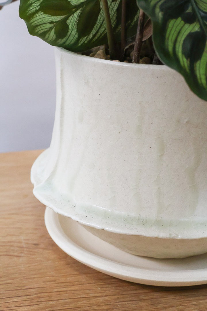 【カラテア マコヤナ】見てください！このボリューム！生産者さんがとても良い個体の物を出荷してくださいました！