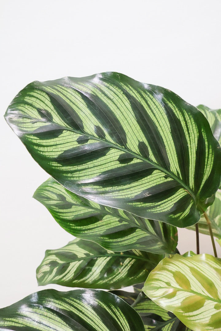 【カラテア マコヤナ】見てください！このボリューム！生産者さんがとても良い個体の物を出荷してくださいました！