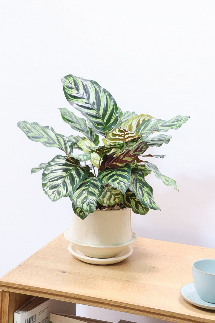 【カラテア マコヤナ】見てください！このボリューム！生産者さんがとても良い個体の物を出荷してくださいました！