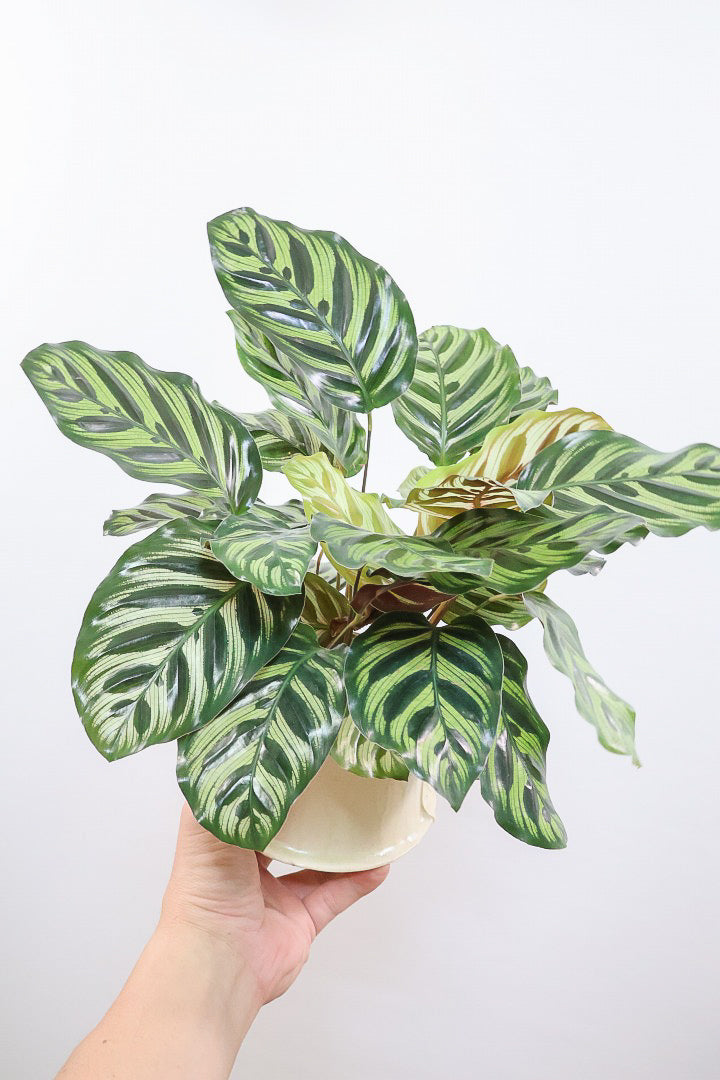 【カラテア マコヤナ】見てください！このボリューム！生産者さんがとても良い個体の物を出荷してくださいました！