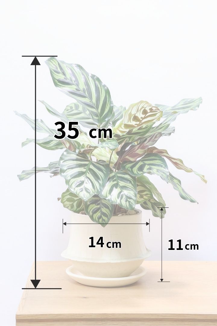 【カラテア マコヤナ】見てください！このボリューム！生産者さんがとても良い個体の物を出荷してくださいました！
