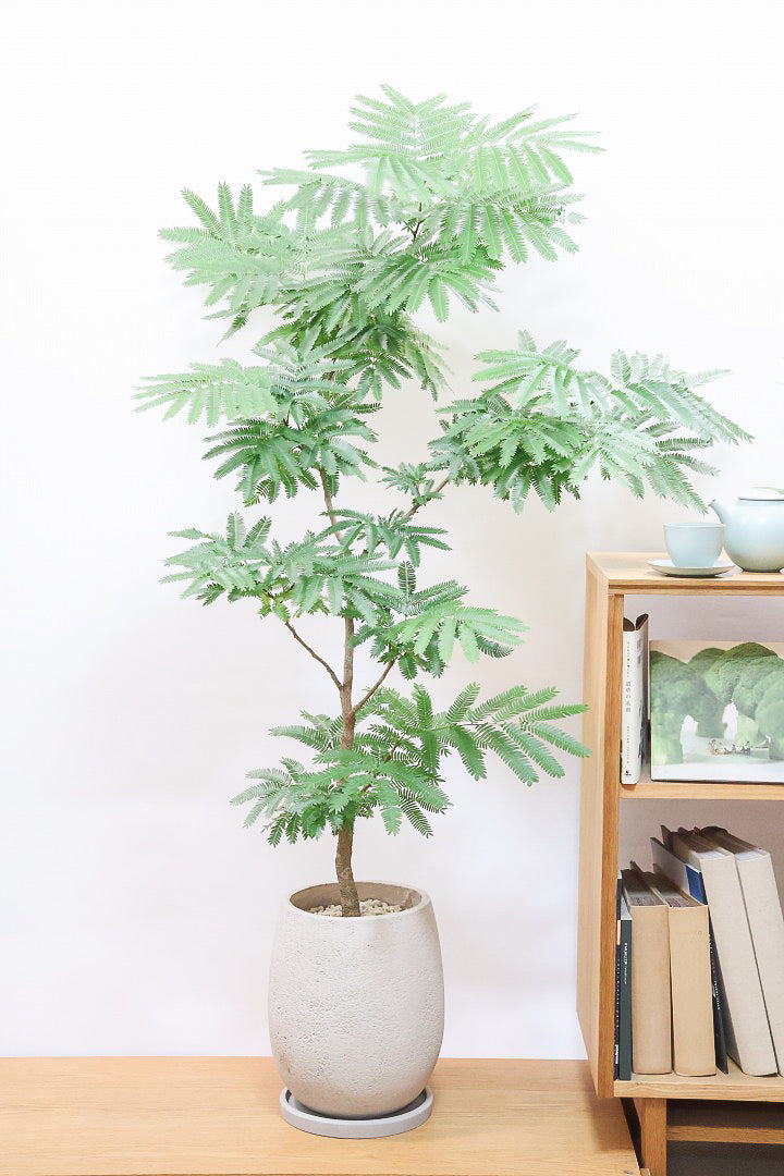 大型インテリア観葉植物 大型の観葉植物 | 通販専門店 HitoHana（ひとはな）