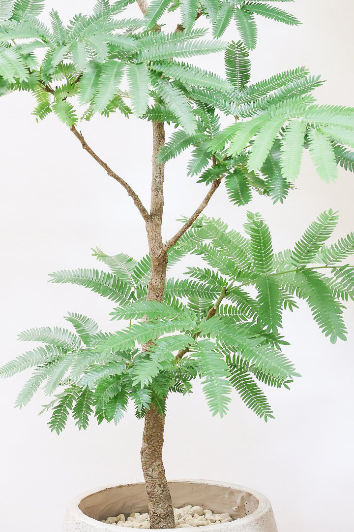 【エバーフレッシュ】ボリュームがあるタイプ！幹もとてもしっかりとしていますので、存在感がありますよ！