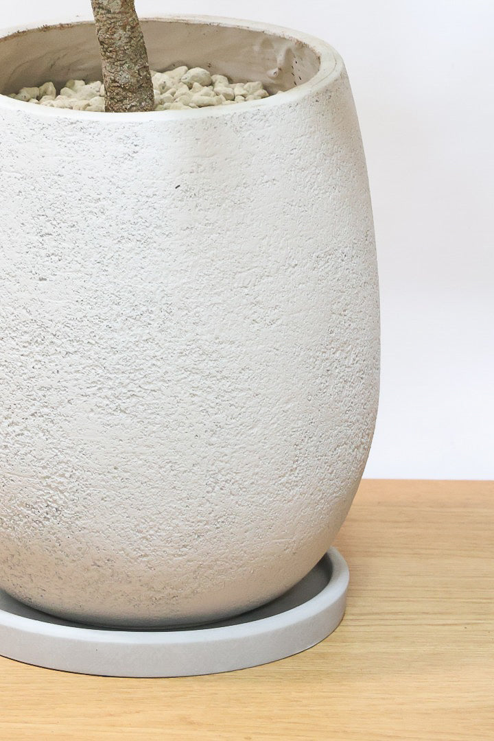 【エバーフレッシュ】ボリュームがあるタイプ！幹もとてもしっかりとしていますので、存在感がありますよ！