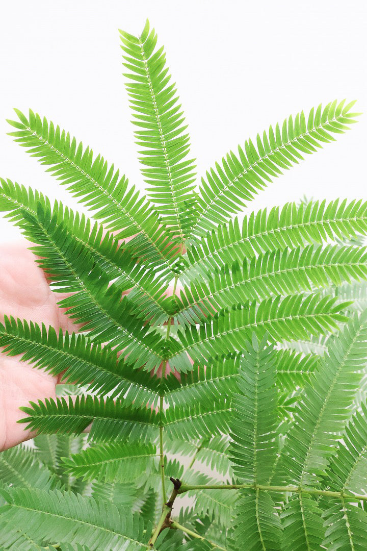 【エバーフレッシュ】ボリュームがあるタイプ！幹もとてもしっかりとしていますので、存在感がありますよ！