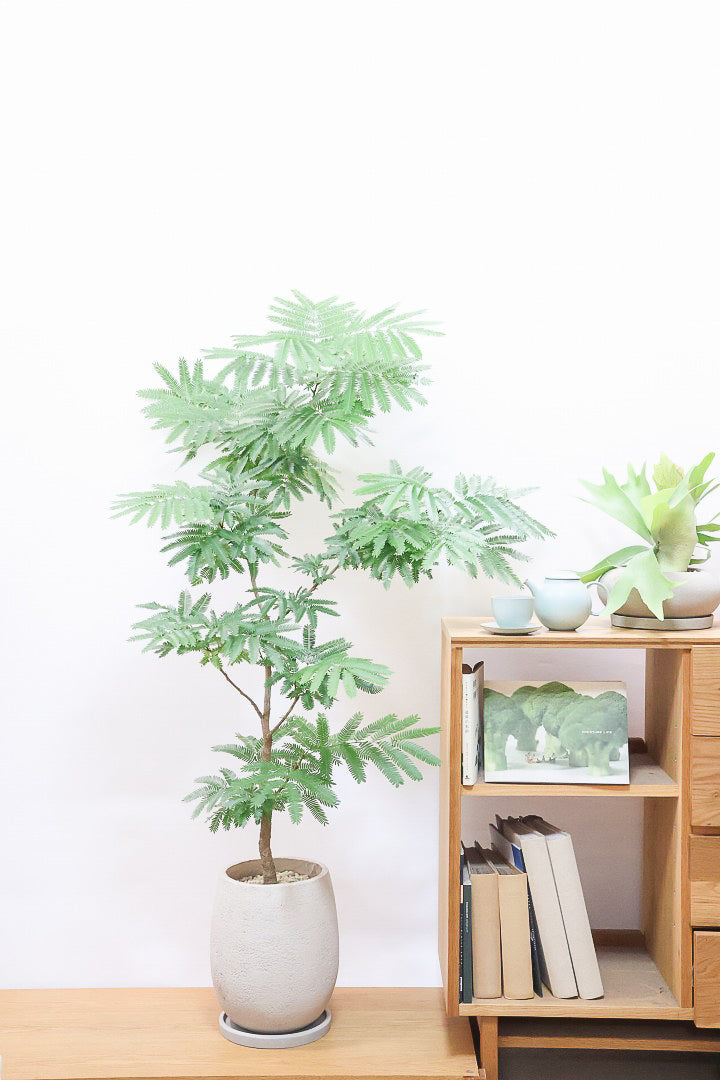 【エバーフレッシュ】ボリュームがあるタイプ！幹もとてもしっかりとしていますので、存在感がありますよ！