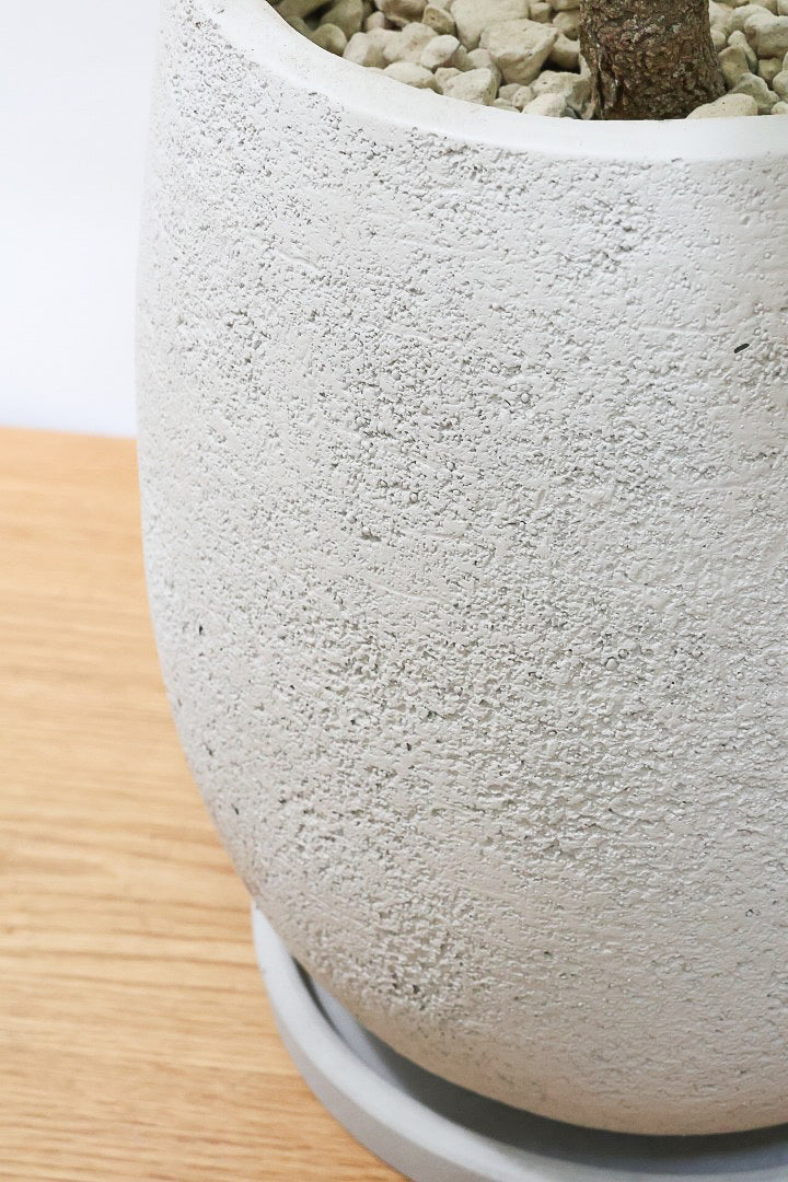 【エバーフレッシュ】ボリュームがあるタイプ！幹もとてもしっかりとしていますので、存在感がありますよ！