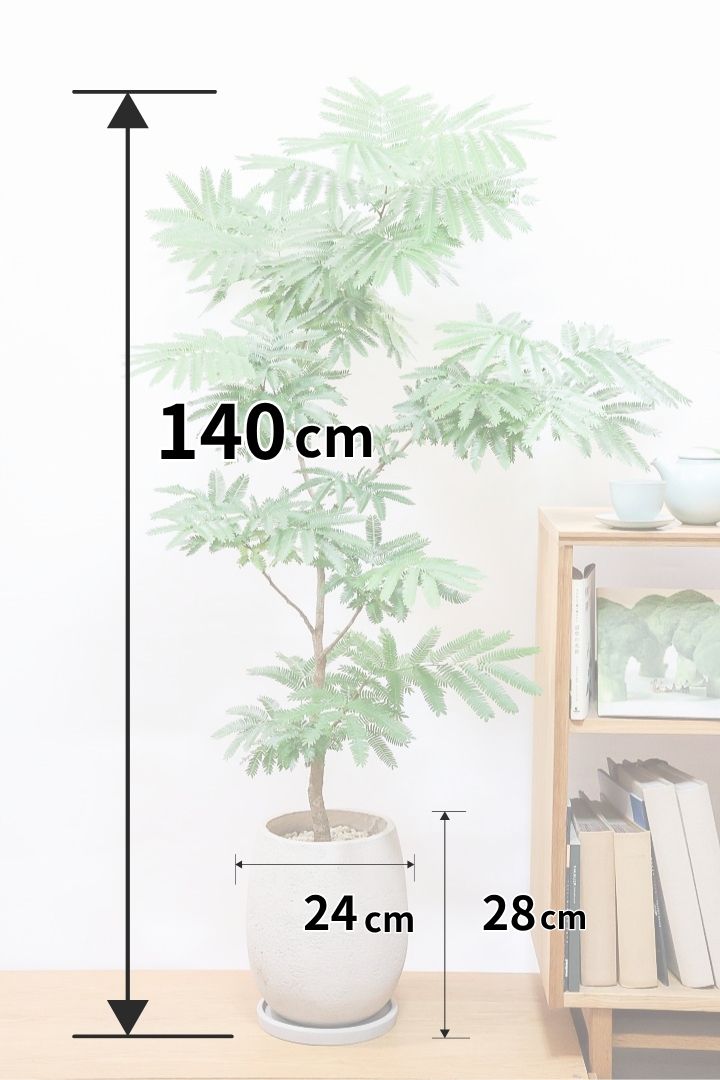 エバーフレッシュIV60716| 観葉植物の通信販売 | APEGO(アペーゴ)