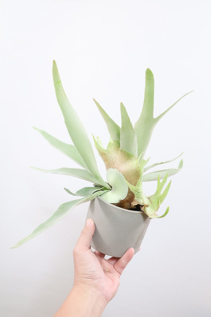 【コウモリラン ベイチー】このサイズ感はかなり希少！愛知県のコウモリランの有名生産者さんのこだわりの逸品！