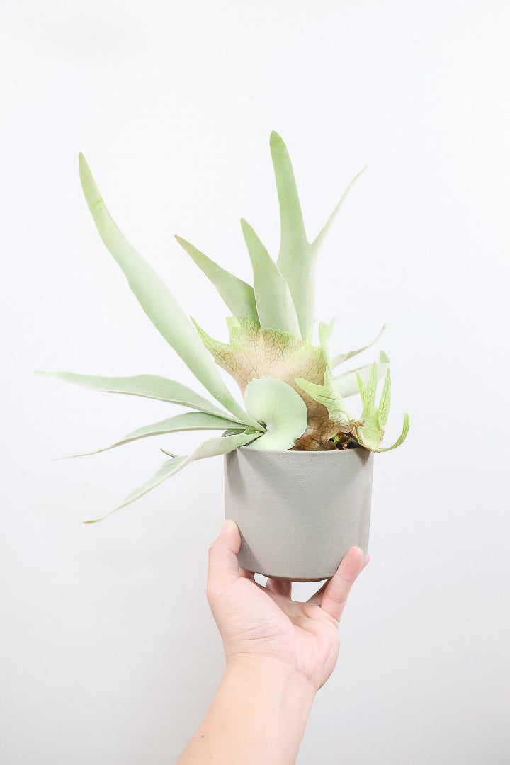 【コウモリラン ベイチー】このサイズ感はかなり希少！愛知県のコウモリランの有名生産者さんのこだわりの逸品！