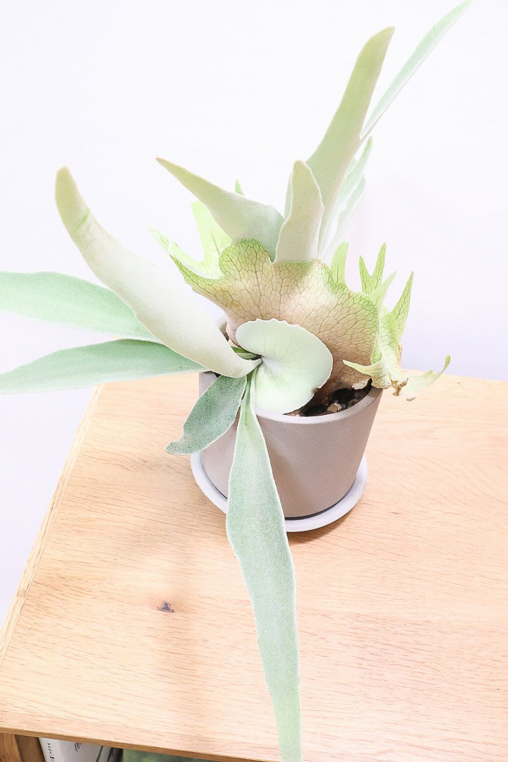 【コウモリラン ベイチー】このサイズ感はかなり希少！愛知県のコウモリランの有名生産者さんのこだわりの逸品！