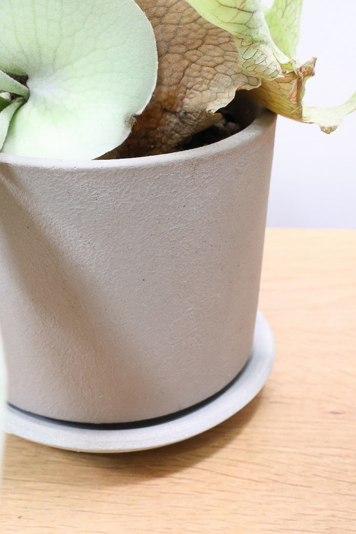 【コウモリラン ベイチー】このサイズ感はかなり希少！愛知県のコウモリランの有名生産者さんのこだわりの逸品！