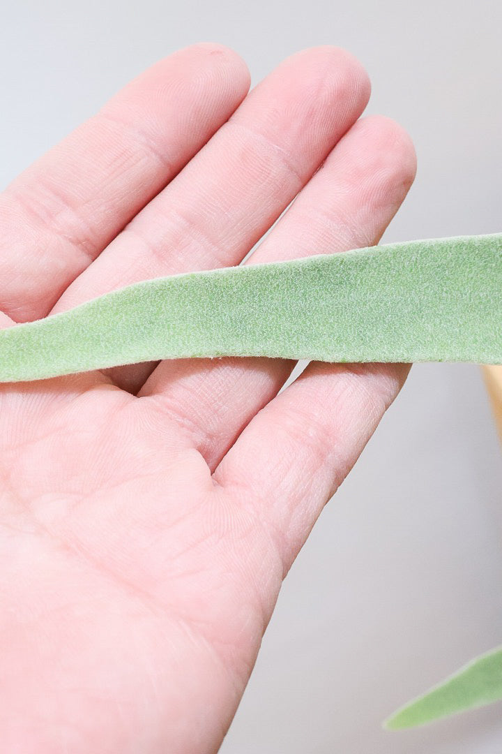 【コウモリラン ベイチー】このサイズ感はかなり希少！愛知県のコウモリランの有名生産者さんのこだわりの逸品！