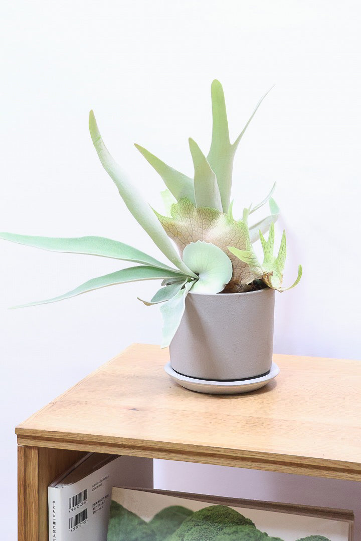 【コウモリラン ベイチー】このサイズ感はかなり希少！愛知県のコウモリランの有名生産者さんのこだわりの逸品！