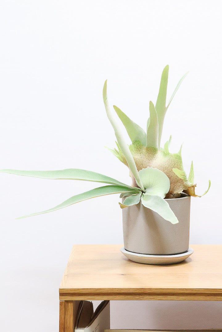 【コウモリラン ベイチー】このサイズ感はかなり希少！愛知県のコウモリランの有名生産者さんのこだわりの逸品！