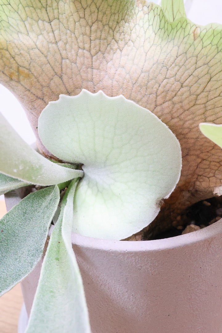 【コウモリラン ベイチー】このサイズ感はかなり希少！愛知県のコウモリランの有名生産者さんのこだわりの逸品！