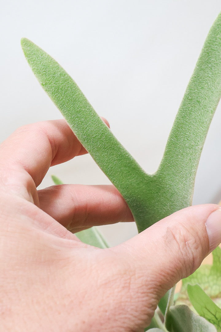 【コウモリラン ベイチー】このサイズ感はかなり希少！愛知県のコウモリランの有名生産者さんのこだわりの逸品！