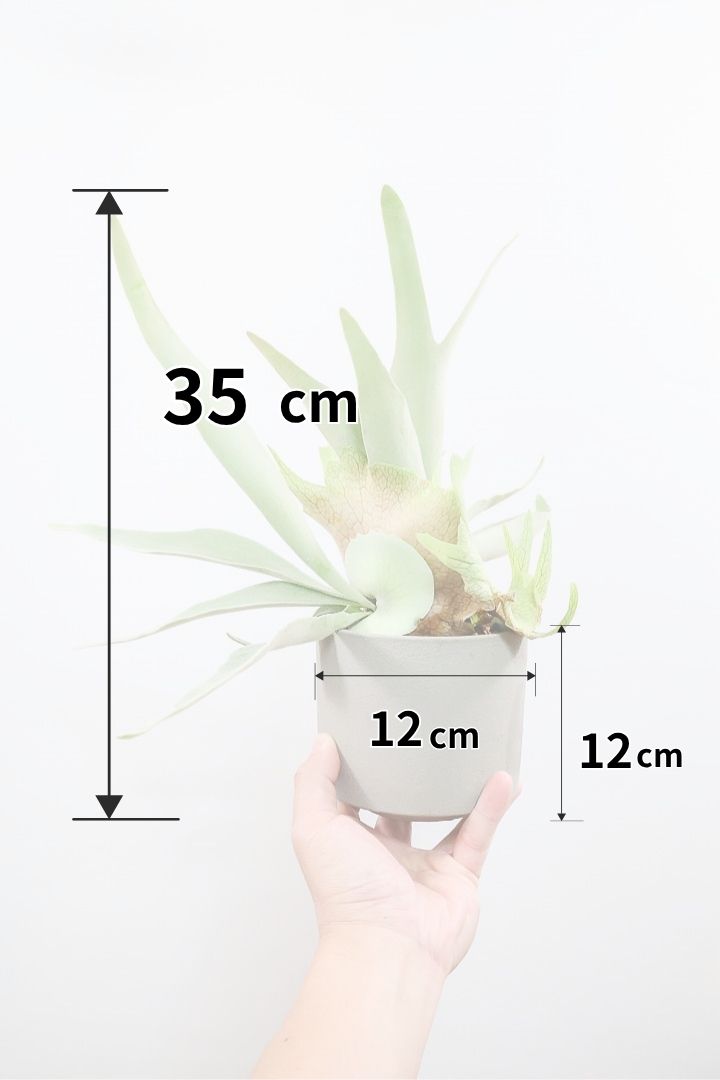 【コウモリラン ベイチー】このサイズ感はかなり希少！愛知県のコウモリランの有名生産者さんのこだわりの逸品！