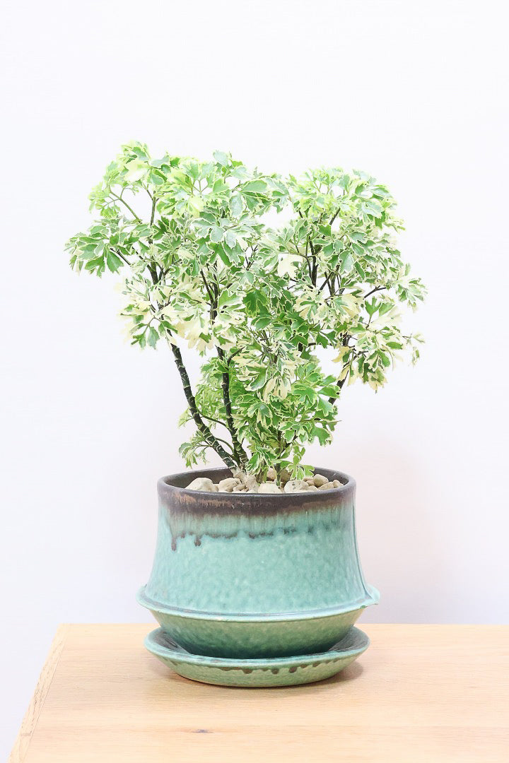 【ポリシャス スノープリンセス】POTとのバランスが良い！葉の模様がとても美しくて人気の観葉植物です！