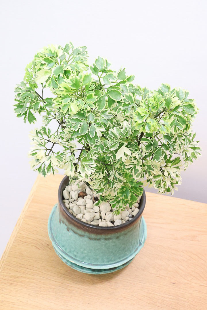 【ポリシャス スノープリンセス】POTとのバランスが良い！葉の模様がとても美しくて人気の観葉植物です！