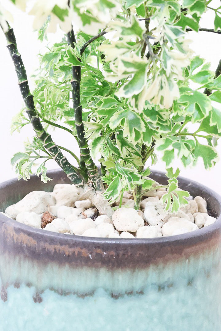 【ポリシャス スノープリンセス】POTとのバランスが良い！葉の模様がとても美しくて人気の観葉植物です！