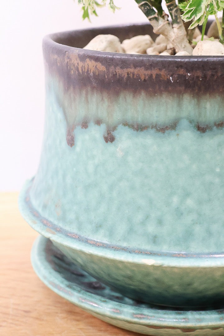 【ポリシャス スノープリンセス】POTとのバランスが良い！葉の模様がとても美しくて人気の観葉植物です！