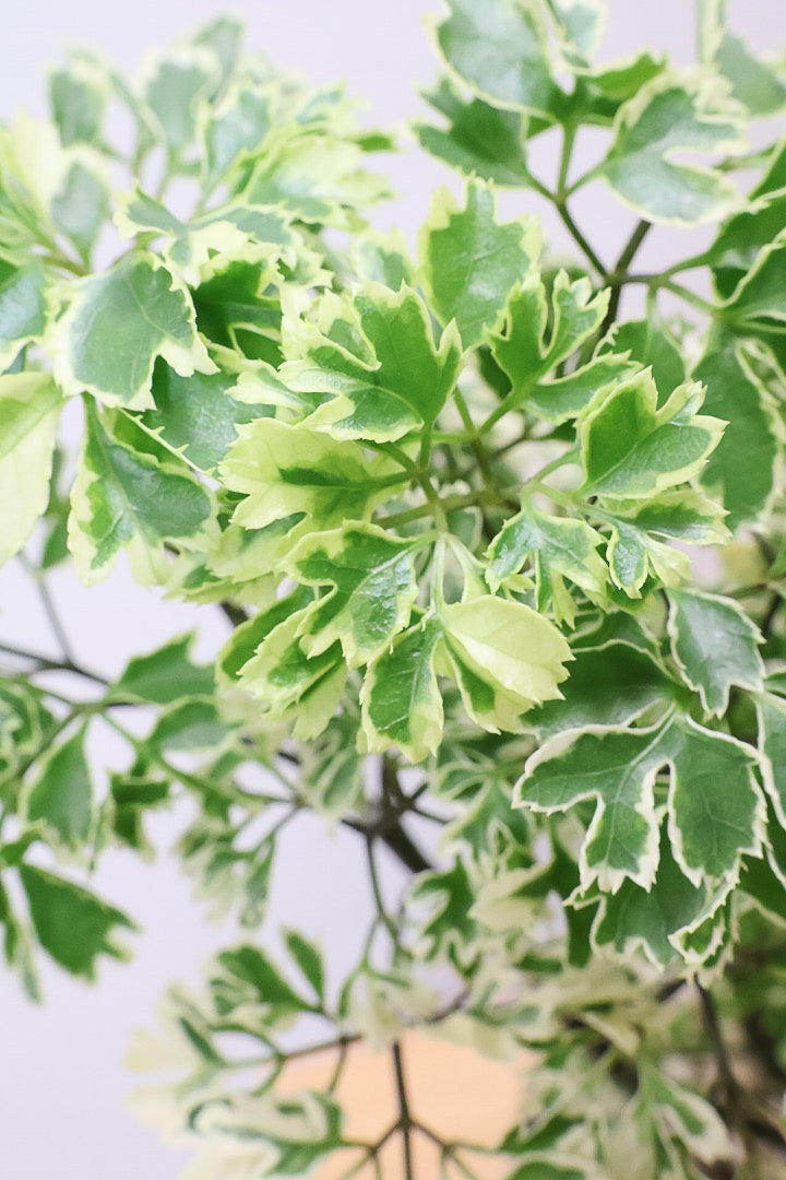 【ポリシャス スノープリンセス】POTとのバランスが良い！葉の模様がとても美しくて人気の観葉植物です！