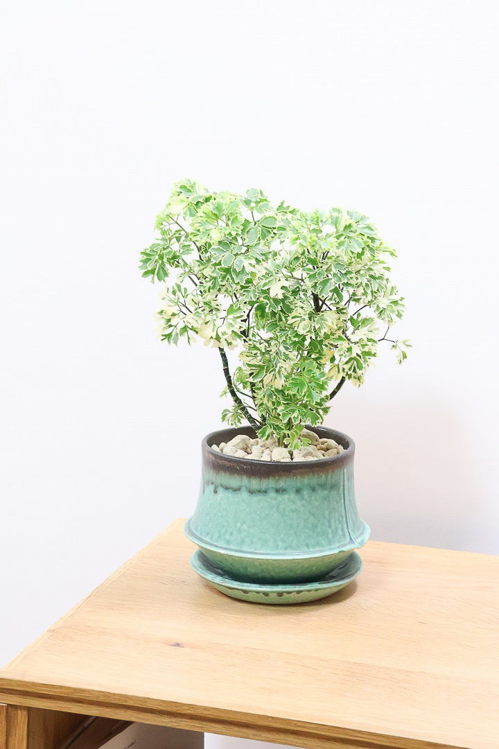 【ポリシャス スノープリンセス】POTとのバランスが良い！葉の模様がとても美しくて人気の観葉植物です！