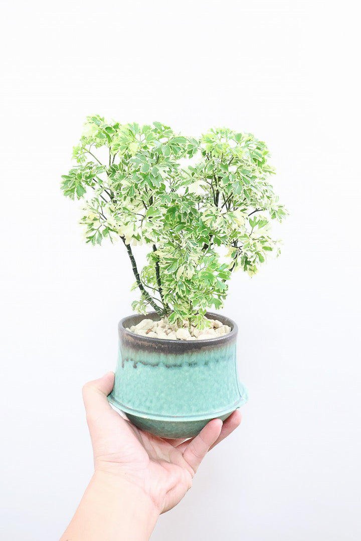 【ポリシャス スノープリンセス】POTとのバランスが良い！葉の模様がとても美しくて人気の観葉植物です！