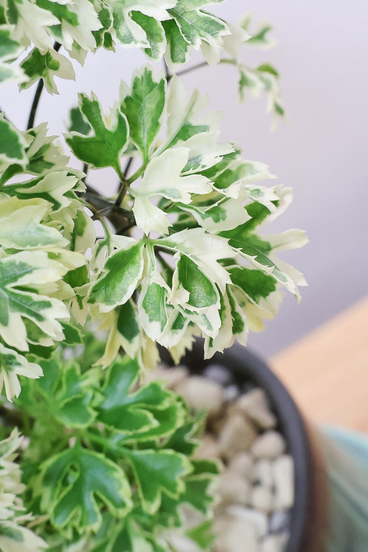 【ポリシャス スノープリンセス】POTとのバランスが良い！葉の模様がとても美しくて人気の観葉植物です！