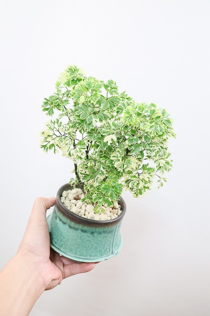 【ポリシャス スノープリンセス】POTとのバランスが良い！葉の模様がとても美しくて人気の観葉植物です！