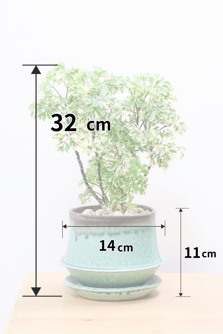 【ポリシャス スノープリンセス】POTとのバランスが良い！葉の模様がとても美しくて人気の観葉植物です！