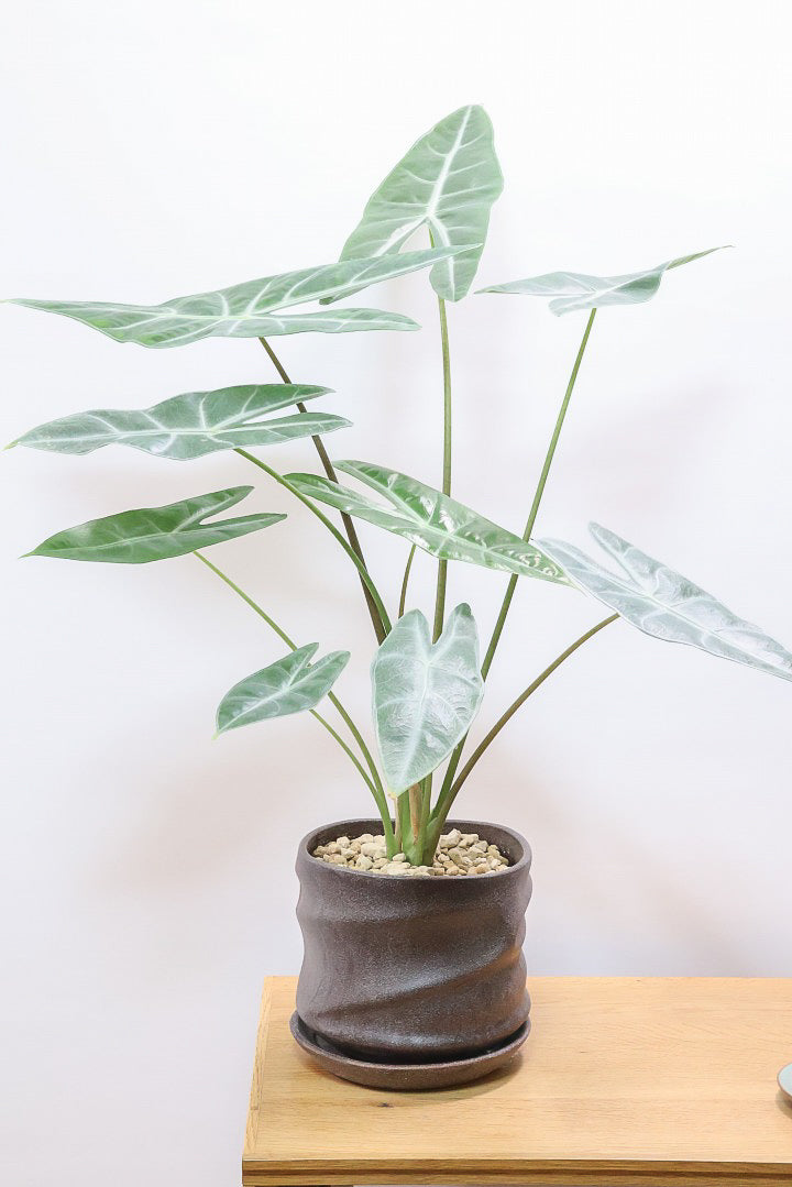 【アロカシア ロンギロバ】このボリュームは必見！大き目の葉っぱ！少しスモーキーな葉色なのでとてもカッコいいですよ！