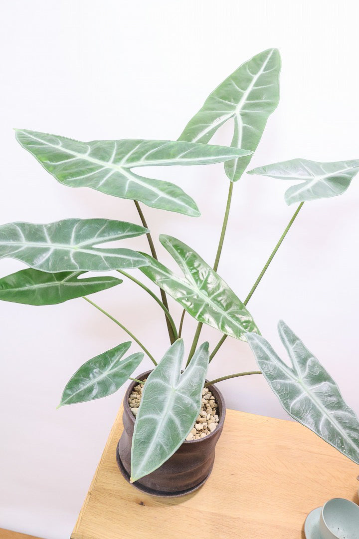 【アロカシア ロンギロバ】このボリュームは必見！大き目の葉っぱ！少しスモーキーな葉色なのでとてもカッコいいですよ！