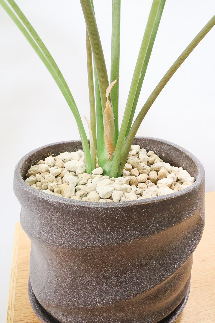 【アロカシア ロンギロバ】このボリュームは必見！大き目の葉っぱ！少しスモーキーな葉色なのでとてもカッコいいですよ！