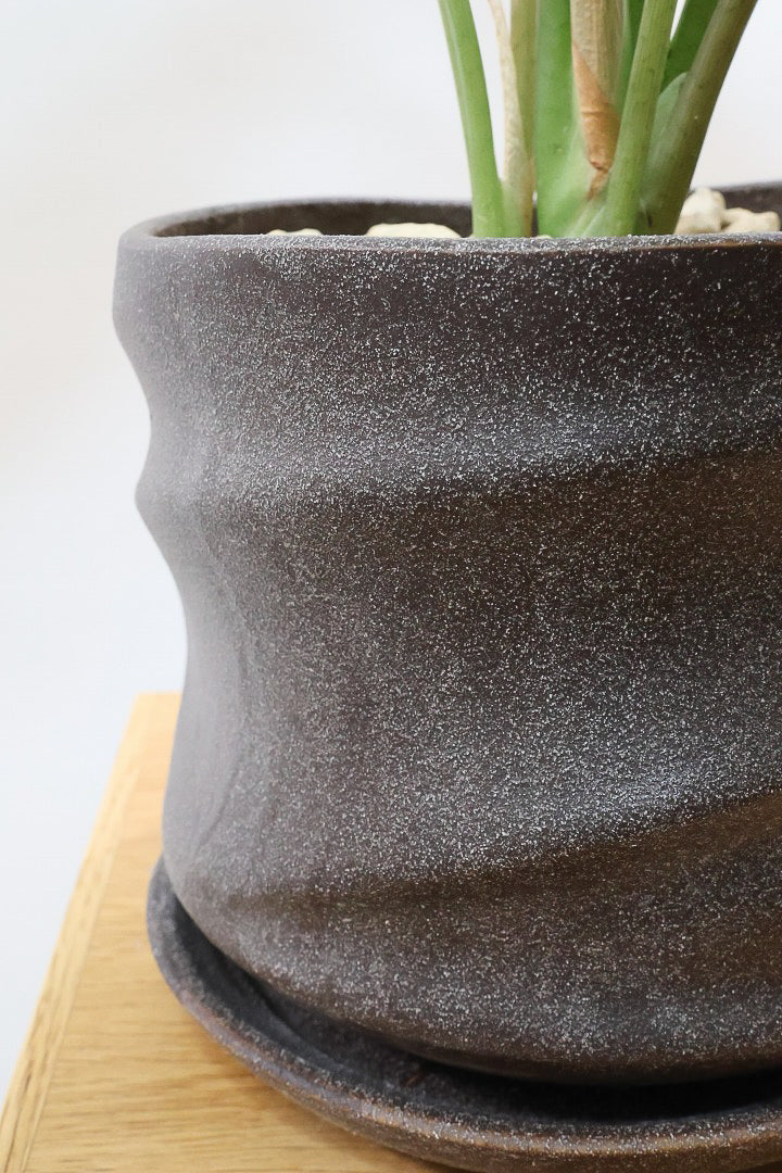 【アロカシア ロンギロバ】このボリュームは必見！大き目の葉っぱ！少しスモーキーな葉色なのでとてもカッコいいですよ！