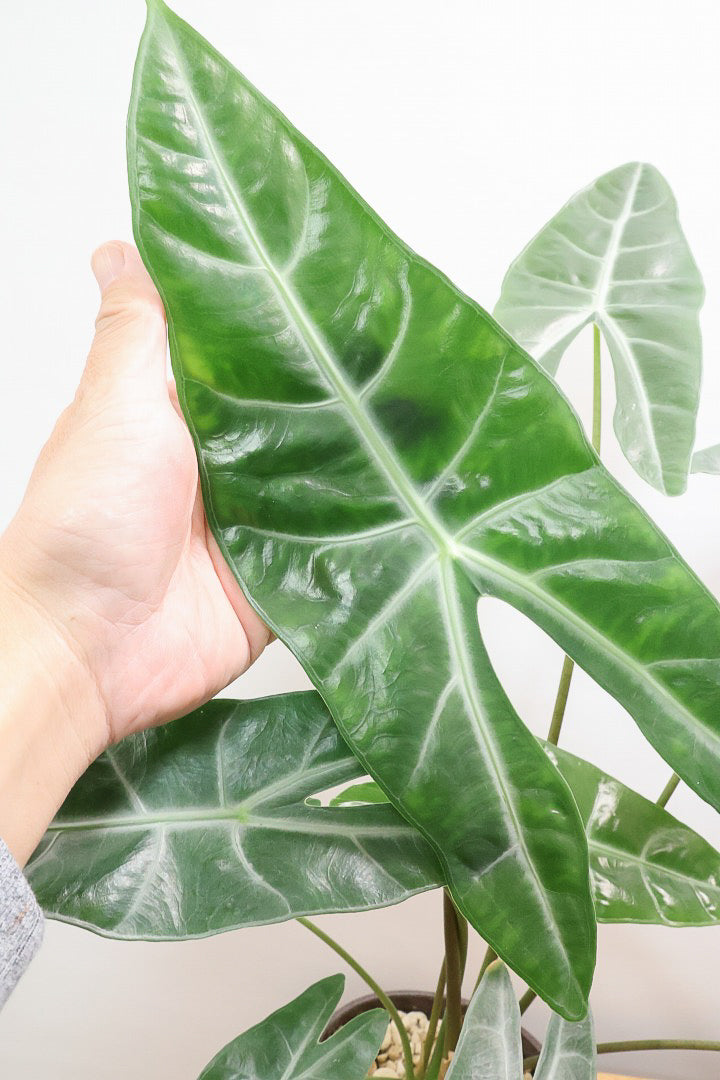 【アロカシア ロンギロバ】このボリュームは必見！大き目の葉っぱ！少しスモーキーな葉色なのでとてもカッコいいですよ！
