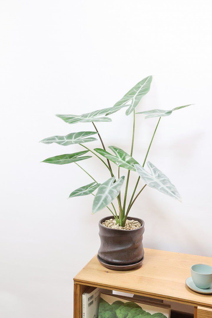 【アロカシア ロンギロバ】このボリュームは必見！大き目の葉っぱ！少しスモーキーな葉色なのでとてもカッコいいですよ！