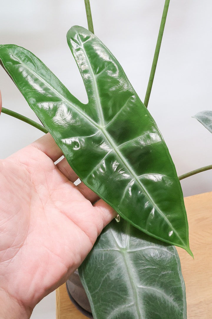 【アロカシア ロンギロバ】このボリュームは必見！大き目の葉っぱ！少しスモーキーな葉色なのでとてもカッコいいですよ！