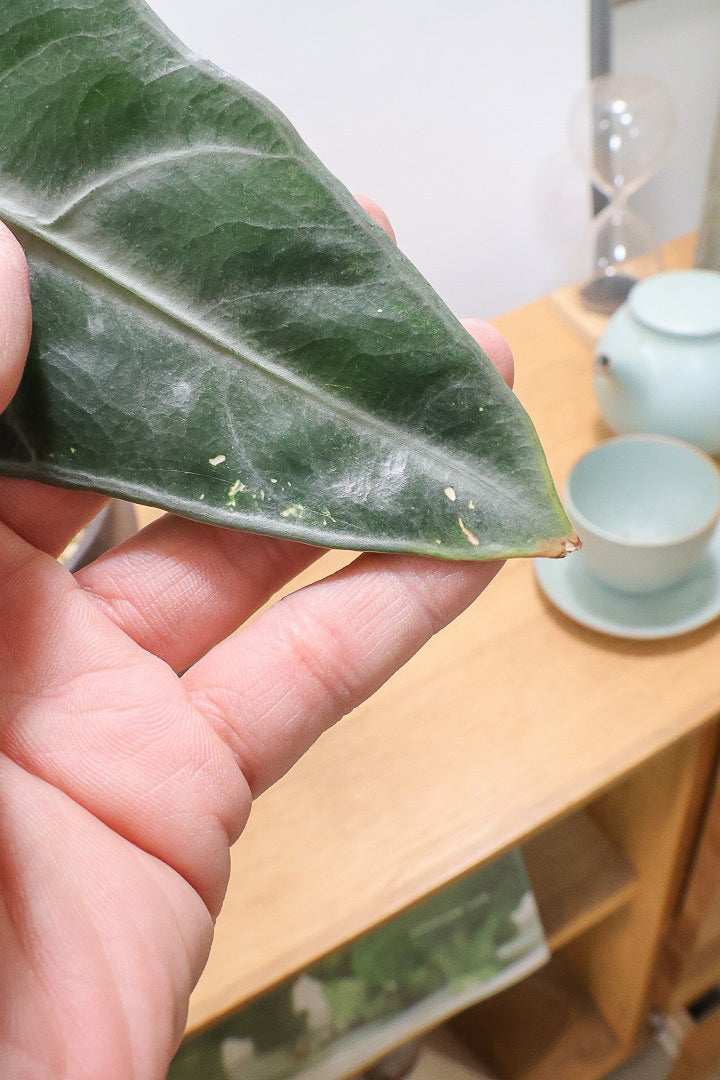 【アロカシア ロンギロバ】このボリュームは必見！大き目の葉っぱ！少しスモーキーな葉色なのでとてもカッコいいですよ！